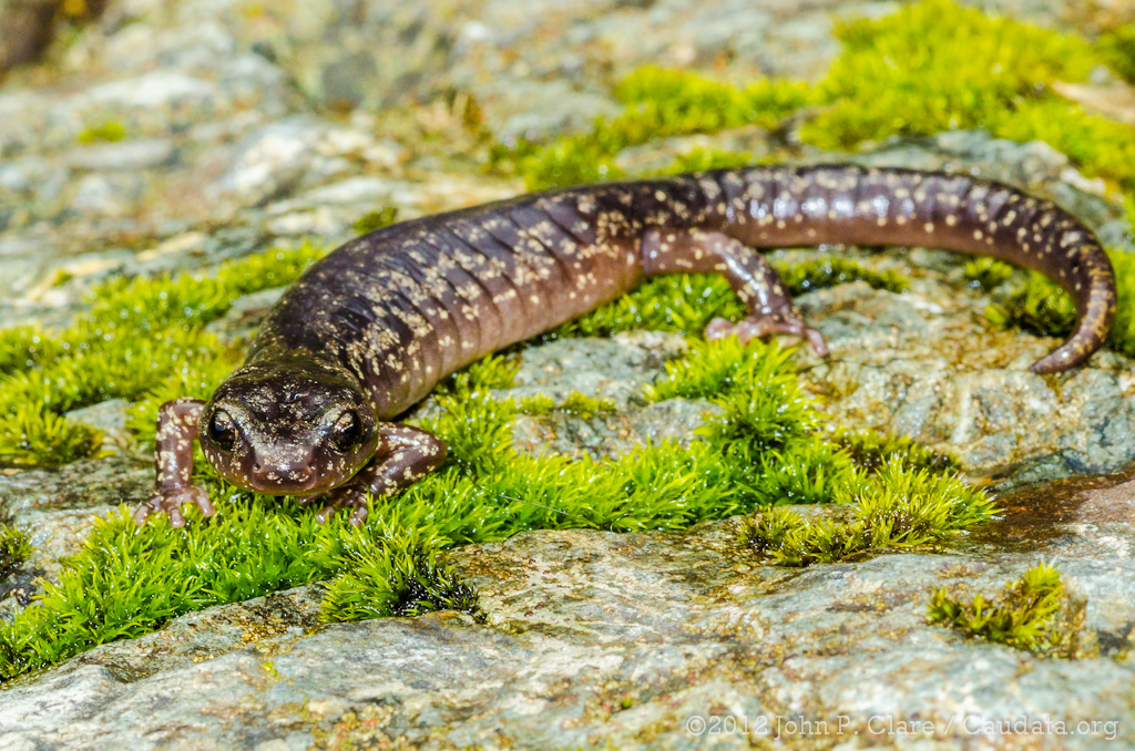 Salamanders glide like skydivers