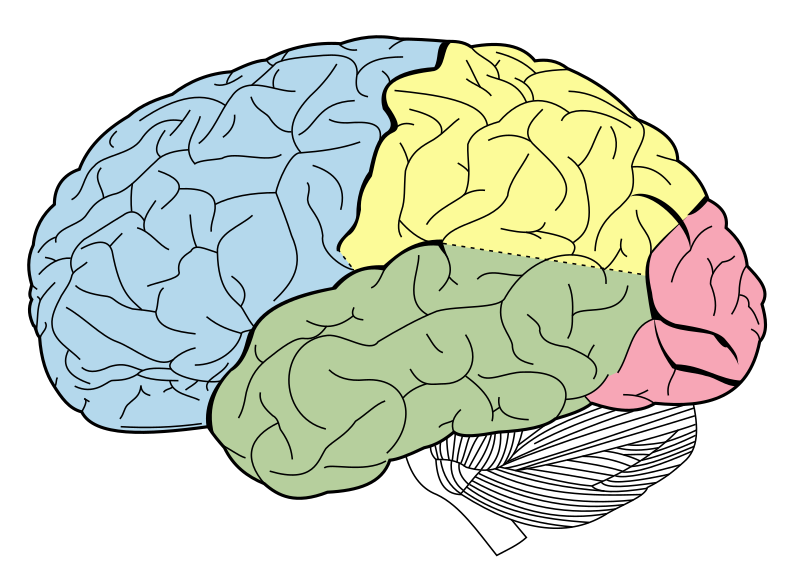 The Role of the Basolateral Amygdala