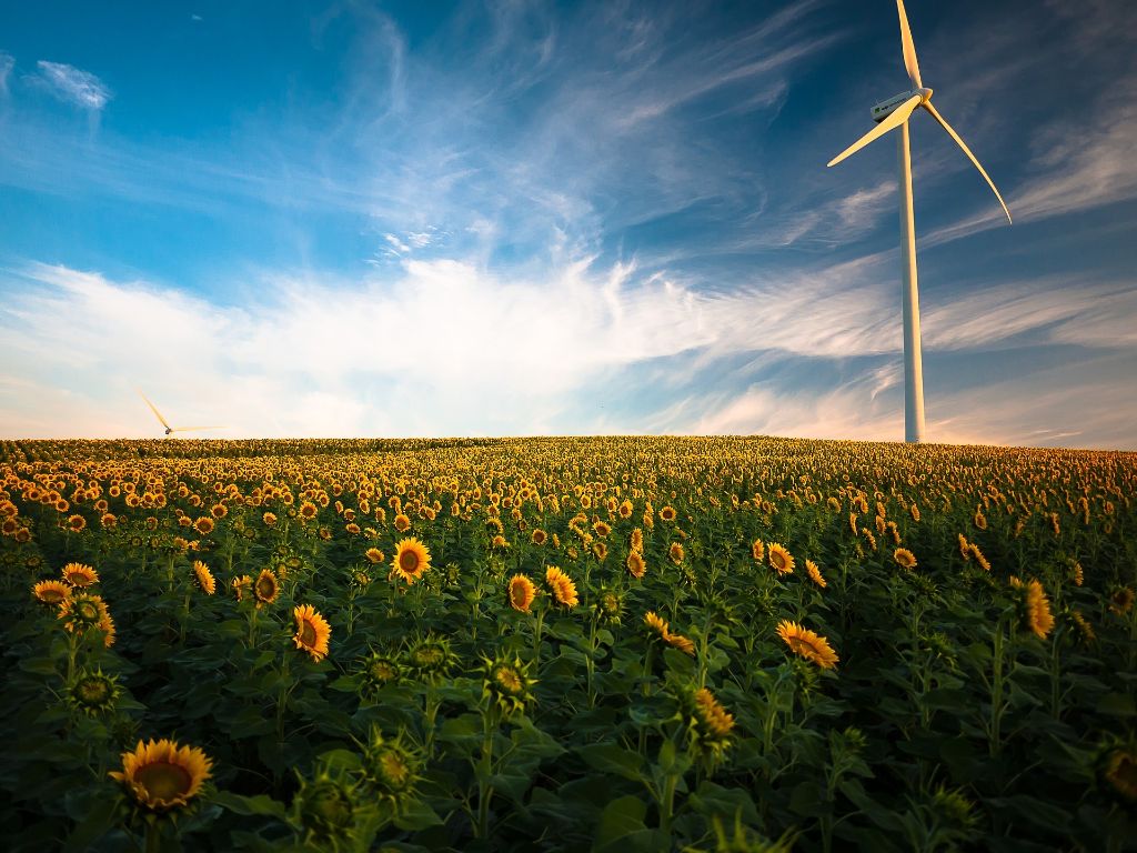 A field of sunflowers with a windmill under blue skies, showing wind power.