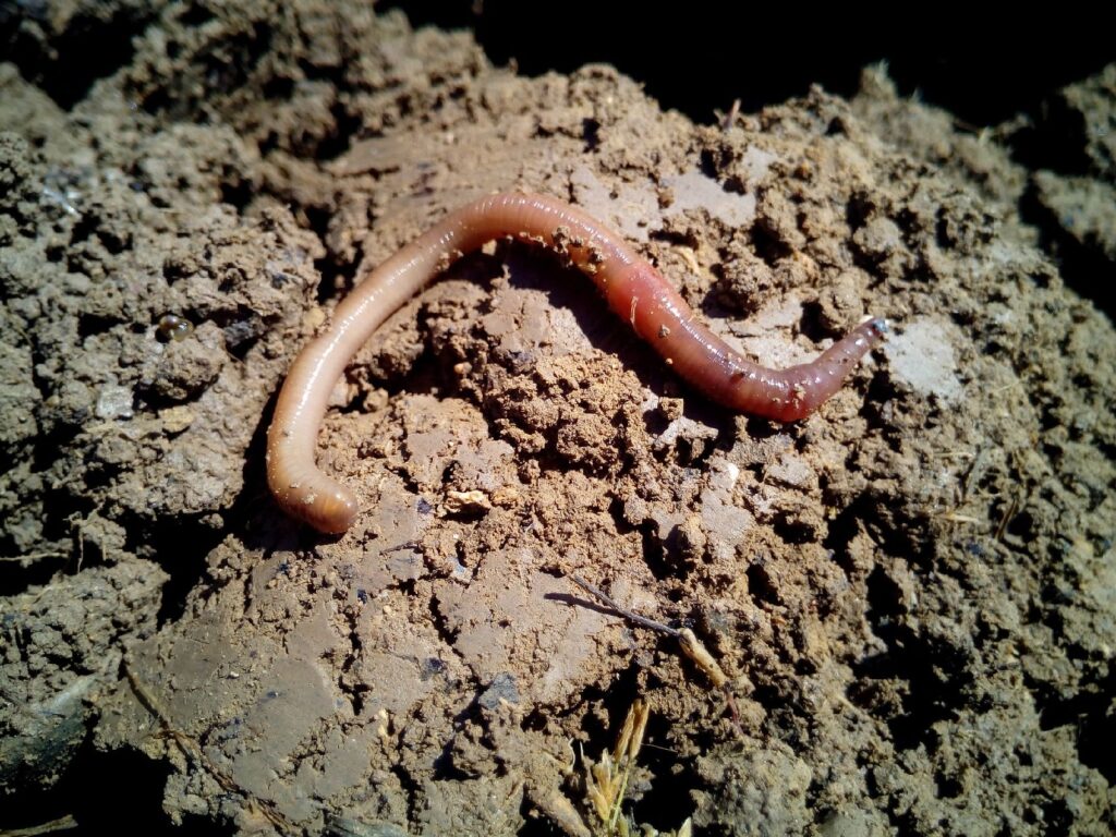 An earthworm on the ground. There is mud underneath the earthworm.
